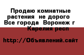 Продаю комнатные растения  не дорого - Все города, Воронеж г.  »    . Карелия респ.